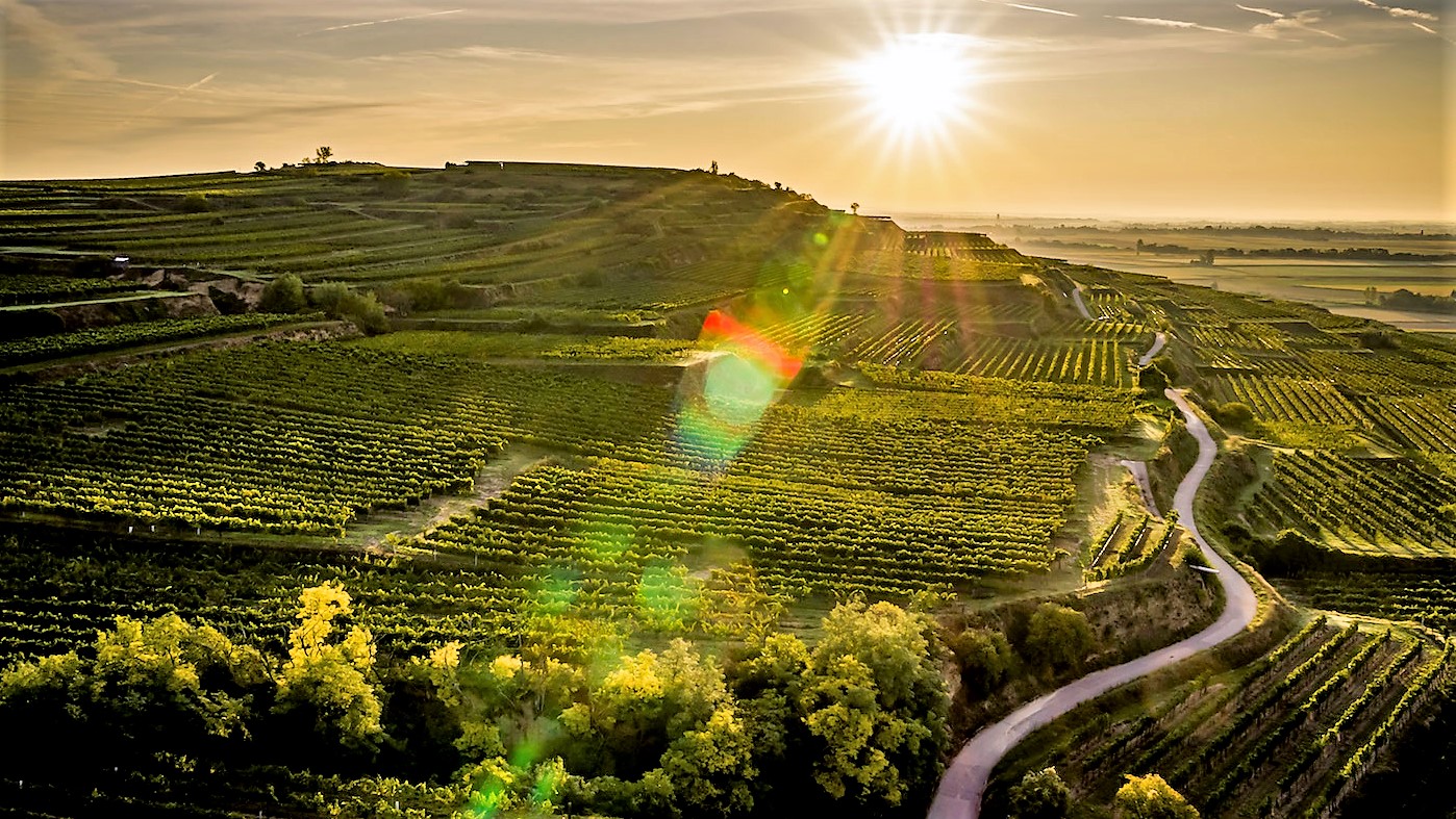 Weingut Buchegger