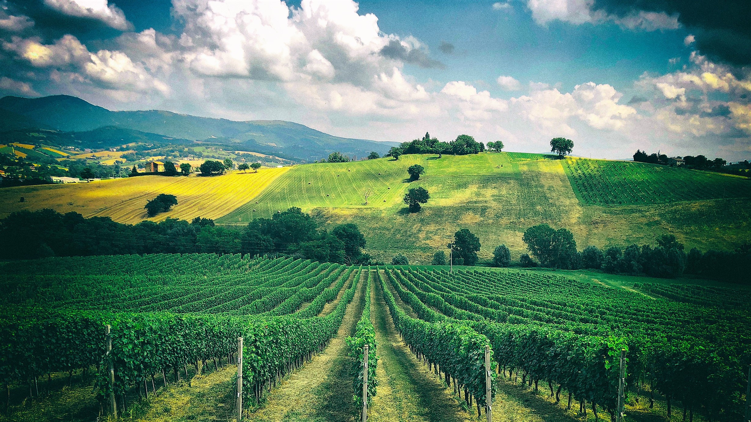 2025 Verdicchio di Matelica Petrara - ØKO – Bestil i dag - Løgismose