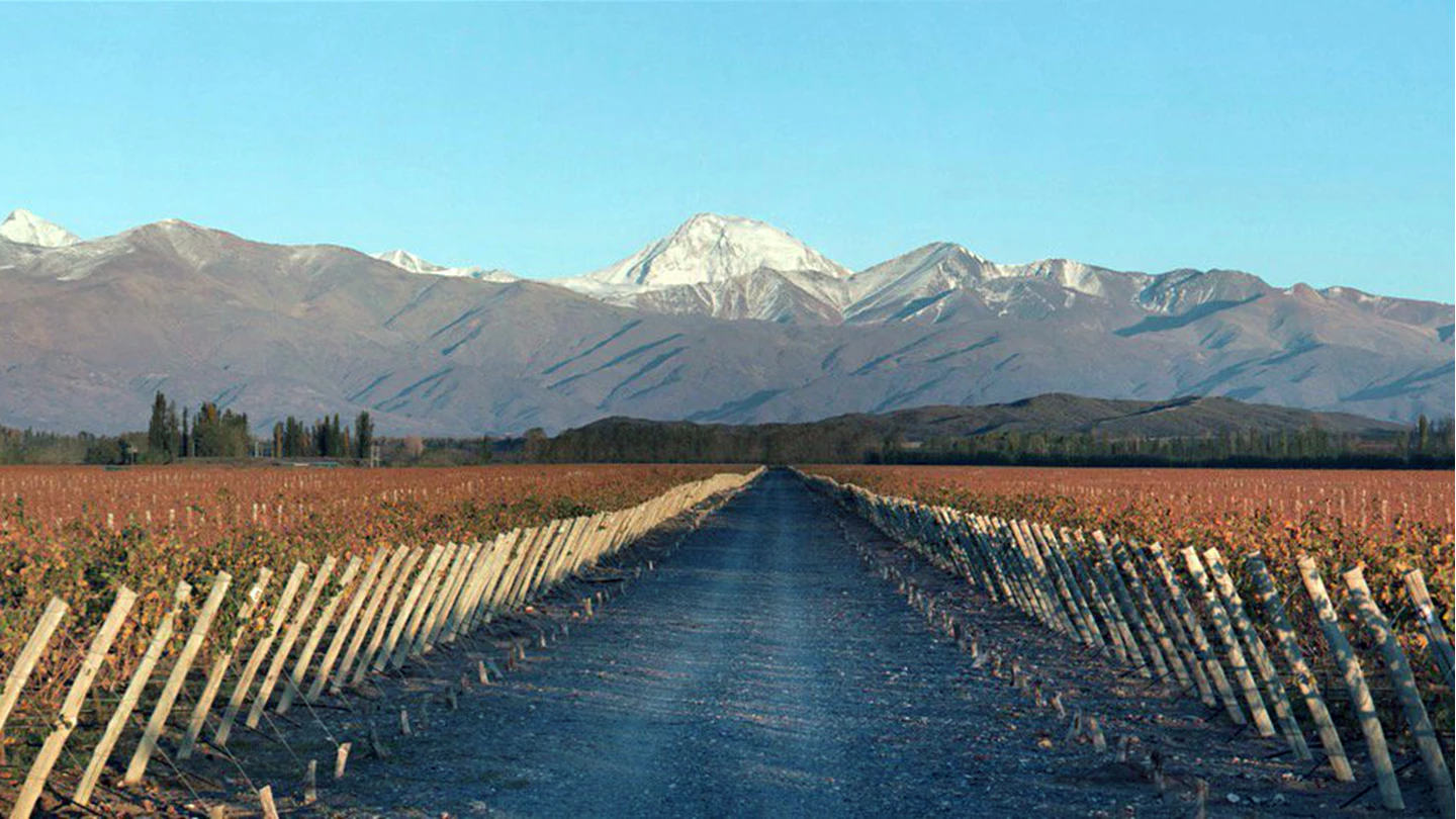 Terrazas-de-los-Andes_Vineyards